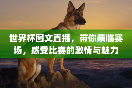 世界杯图文直播,带你亲临赛场,感受比赛的激情与魅力黄冈市中杰窑炉设备有限公司