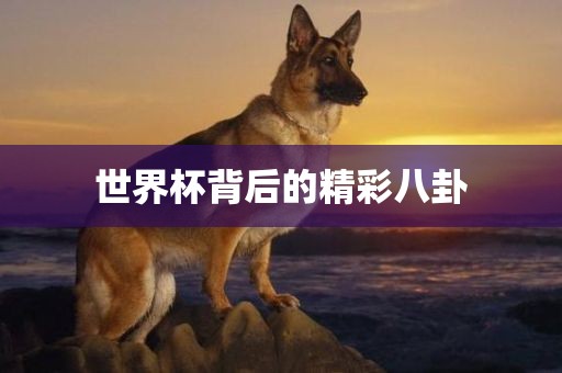 世界杯背后的精彩八卦黄冈市中杰窑炉设备有限公司